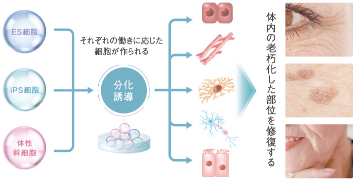 ES細胞、iPS細胞、体性幹細胞の働きについて