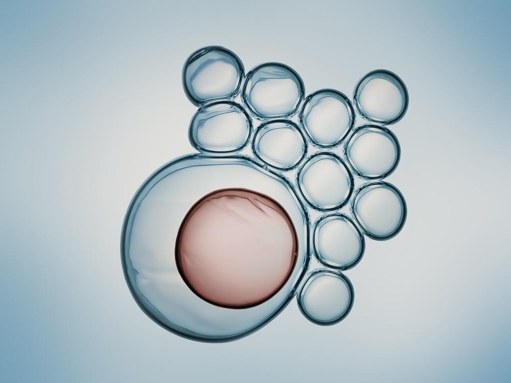 幹細胞
