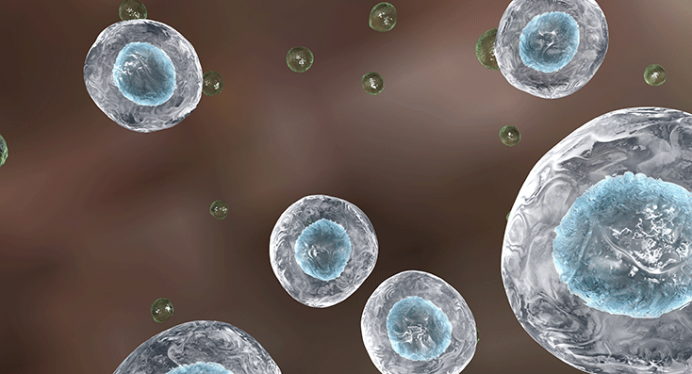 「幹細胞　培養」の画像検索結果